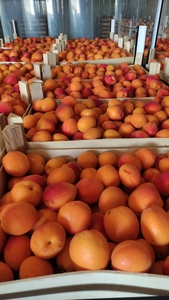 Продам абрикос с поля! Звоните! #1726245