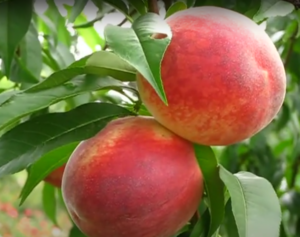 Продам персик с сада от поставщика!Звоните! #1726401