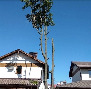 Спил деревьев обрезка веток. Аккуратно #1727627