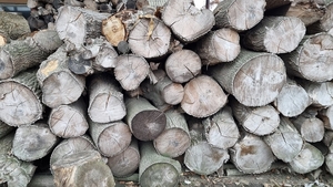 Дрова твердих порід #1732762