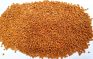 Продаємо насіння гірчиці білої  #1733360