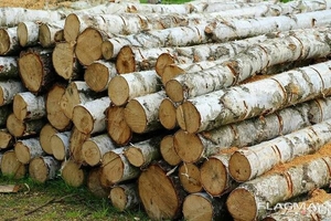 Продажа дров береза/сосна 1-2-4 метра (кругляк) Житомирская Область #1734172