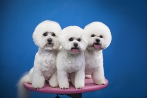 Школа грумінгу. Навчання стрижкам собак в Одесі #1737058