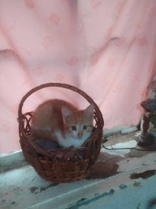Котята #1736430