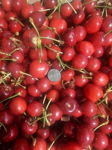 ПРОДАМ Черешня Мелитопольская ранняя с сада ОПТОМ #1737244