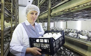 Підприємство з вирощування грибів шампіньйонів запрошує на роботу #1737767