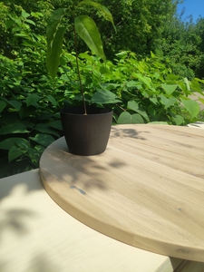 Столешница из дуба рустик #1738436