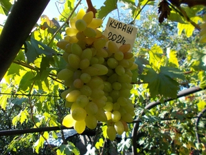 Саджанець винограду столових сортів (Україна) #1688359