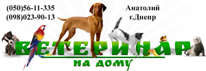 Ветеринар Дніпро – Лікування,  Кастрація,  Стерилізація з виїздом #1558546