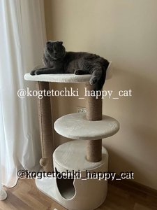Нерухомість для ваших котиків #1739809