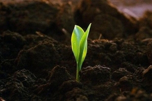 Доставка чернозёма по Днепру и области #1739858