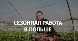 Сезонная работа в Польше! Сортировка саженцев #1740755