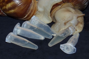 Achaslim — универсальный природный продукт для комплексного ухода за кожей #1571431