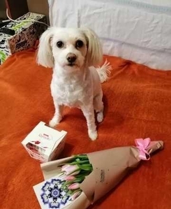 Стрижка,  Груминг,  мелких пород собак и котиков с выездом на дом Дарницкий р-н #1740826