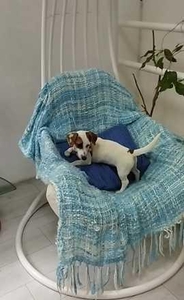 Щенки Джек Рассел Терьер Одесса, (Jack Russell Terrier puppies Odessa) #1741681