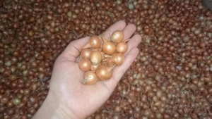 Продам СЕВОК  арпаж,  тыканку,  лук,  цибульку,  сеянку #1742916