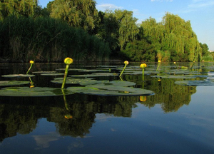 Под застройку 40 соток на берегу р.Орель(свой берег). #1742526