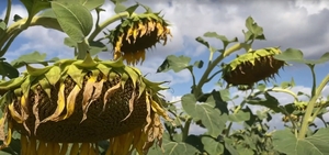 насіння соняшнику Рекольд. під Гранстар. Надстійкий до посухи #1743097