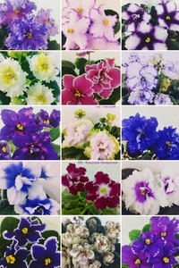 Фіалки сортові. Бегонії декоративно-листяні. (Дітки) #1744763