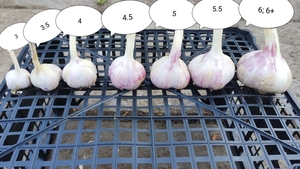 Продам часник Любаша 2024 #1745371