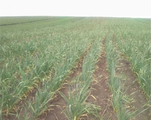 Часник Любаша #1745353