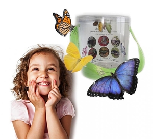 Живі метелики - продаж готового бізнесу,  франшиза! #1747348