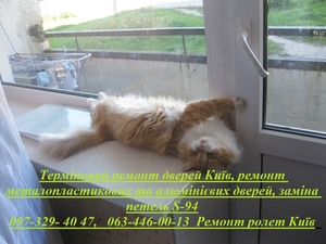 Ремонт ролетів Київ,  Позняки,  Харківський,  Троєщина,  Березняки,  Нивки,  Святошин #1747810