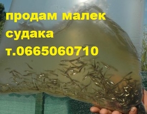 Продам мальок (зарибок) БІЛОГО ТОВСТОЛОБА,  КАРАСЯ,  СУДАКА т.0665060710 #1748487