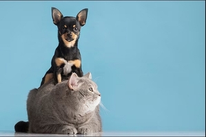 Перевозка собак и кошек из Украины в США и Канаду с Delivery Animal #1748579