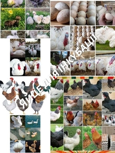 ІНКУБАЦІЙНЕ ЯЙЦЕ  #1750519