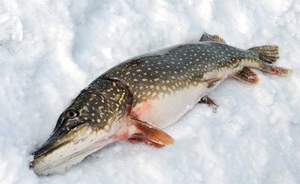 риба,  судак,  щука,  річкова риба #1752211