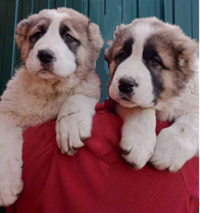 Цуценята середньоазіатської вівчарки #1752478