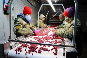 Xoлодильна та моpoзильна камери для Заморозки малини і суниці #1752673