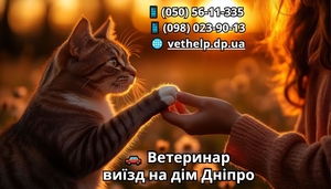 Ветеринар на дом Днепр,  кошка упала с высоты что делать #1752752