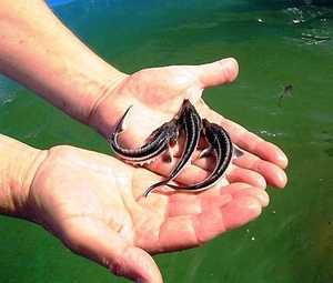 Малек осетра,  форель. #1753140