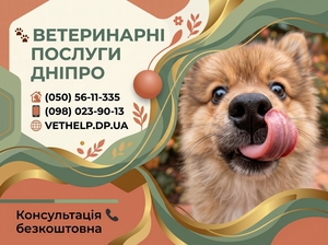 Ветеринар Дніпро – Лікування,  Кастрація,  Стерилізація з виїздом #1558546