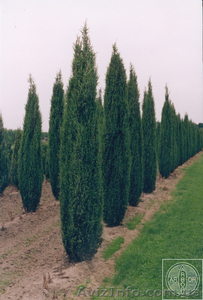 Растения декоративные #995